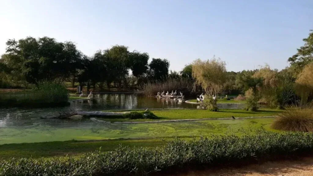Al Wasit Wetland Nature Reserve