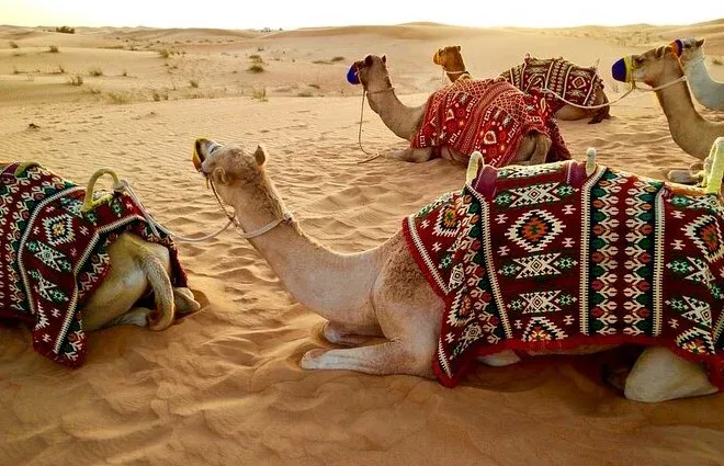 Camel Riding at Arabian Adventures
