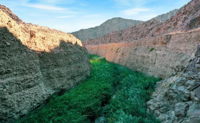 7. Wadi Wurayah (Fujairah - Buffer Zone)