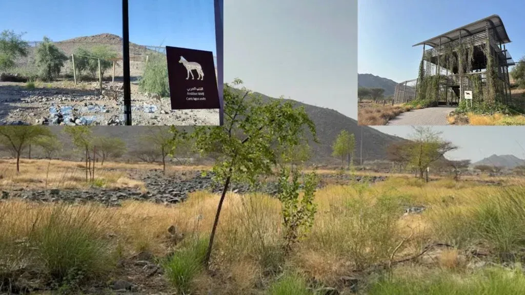 19. Al Hefaiyah Mountain Conservation Centre