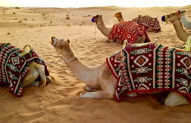 Camel Riding at Arabian Adventures