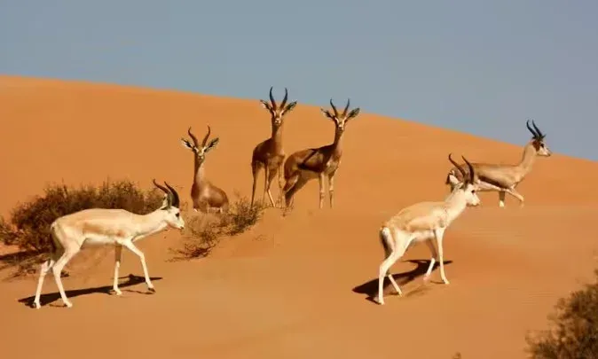 Dubai Desert Conservation Reserve